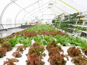 Campus Greenhouse